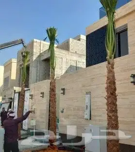 نخيل.واشنطنياء.للبيع 14