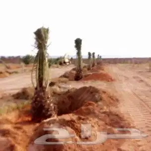 نحن نقوم بقلع وغرس الفروخ والنقيل 2