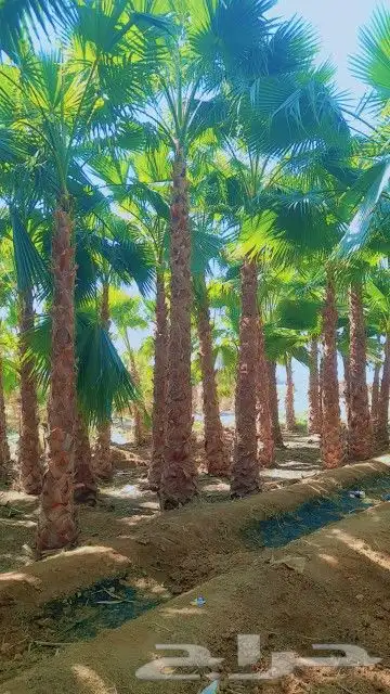 نخيل.واشنطنياء.للبيع 18