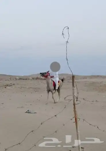 خيل شعبي للبيع او البدل ب ناقه هجن حايل الموقع املج 0