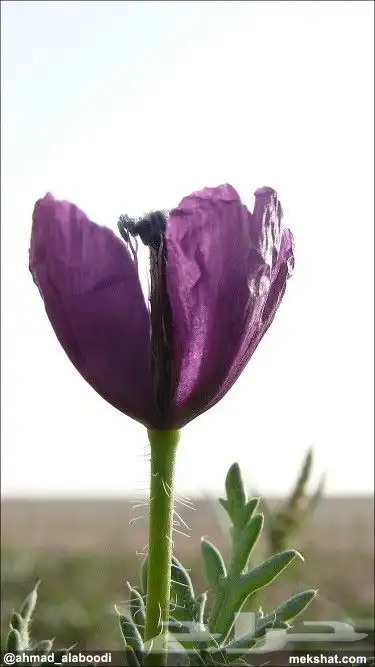 بكج بذور ازهار الوسمي و الربيع السعودية 3