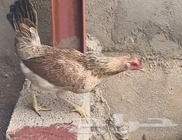 دجاج عربي اصيل شوكي نادر 6
