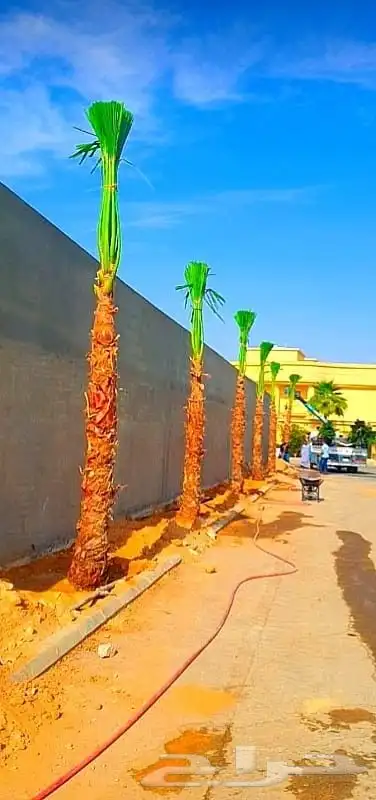 نخل واشنطني زينه نخيل اخلاص سكري برحي صقعي هلالي غر روثان 4