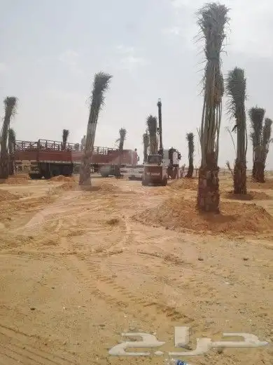نخل مثمر مجدول سكري اخلاص نخيل عجوه صقعي برني ونانه هلالي 4