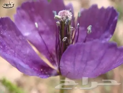 بكج بذور ازهار الوسمي و الربيع السعودية 5