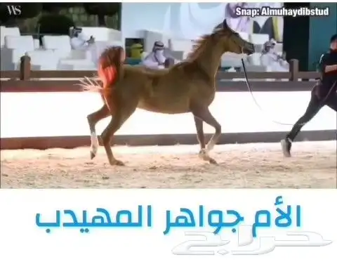 للبيع حصان دماء جمال اسود كحل 2