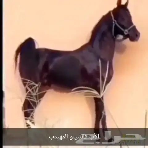 للبيع حصان دماء جمال اسود كحل 1