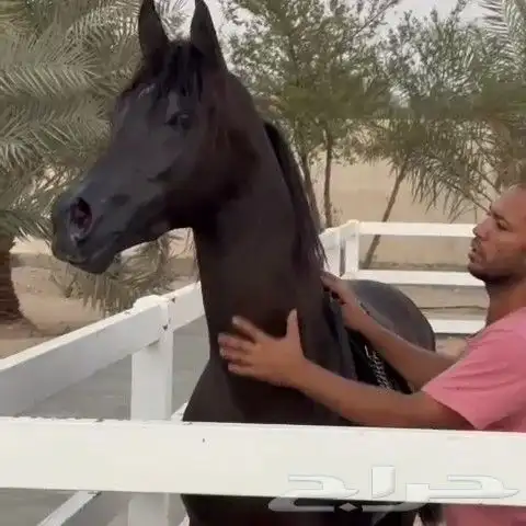 للبيع حصان دماء جمال اسود كحل 0