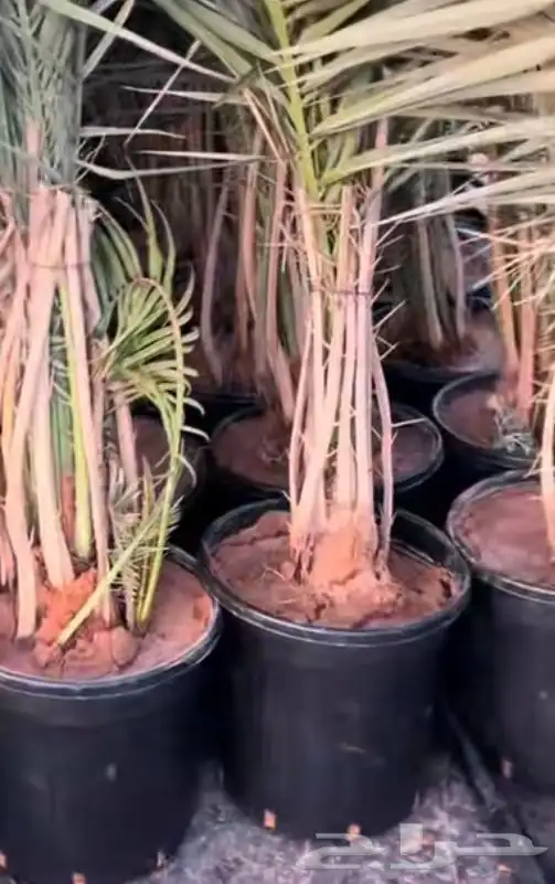 نقوم بعمل قشع فسائل النخيل وتجذيرها في نفس المزرعه 0