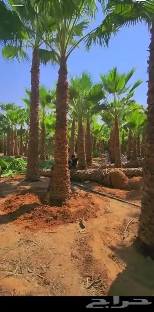 يوجد لدينا جميع انواع الشجار الزيتون ونخيل 5