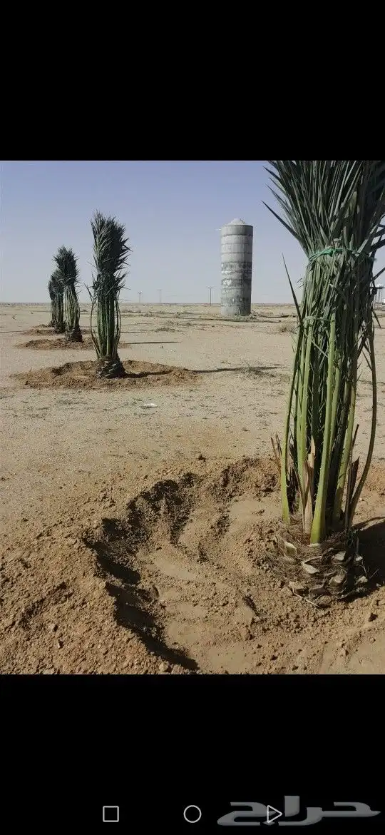 نخل مثمر مجدول سكري اخلاص نخيل عجوه صقعي برني ونانه هلالي 1