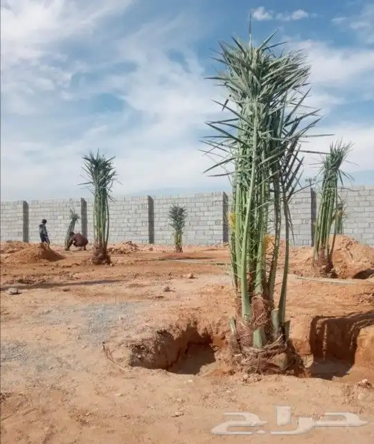 نخل مثمر مجدول سكري اخلاص نخيل عجوه صقعي برني ونانه هلالي 2