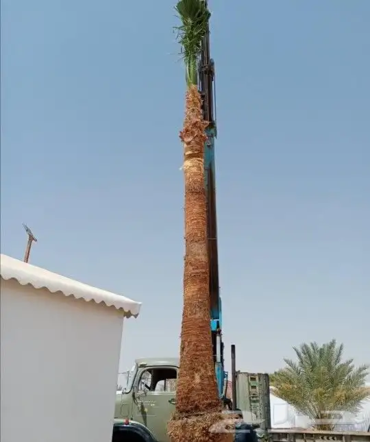 نخل مثمر مجدول سكري اخلاص نخيل عجوه صقعي برني ونانه هلالي 6