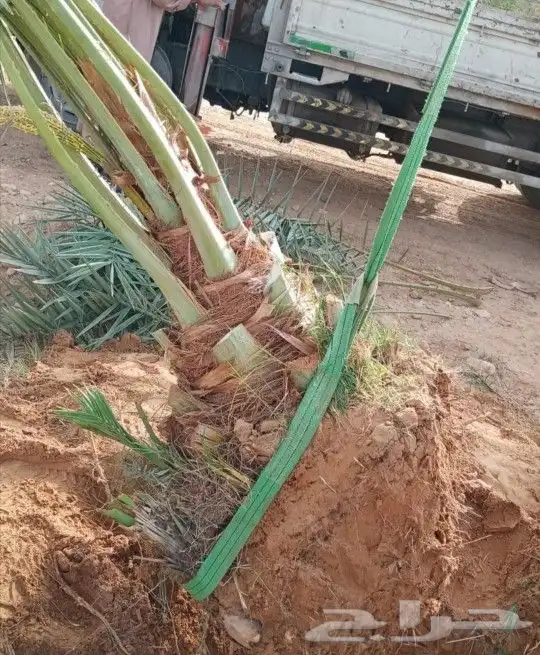 نخل مثمر مجدول سكري اخلاص نخيل عجوه صقعي برني ونانه هلالي 0