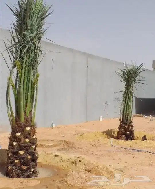 نخل مثمر مجدول سكري اخلاص نخيل عجوه صقعي برني ونانه هلالي 3