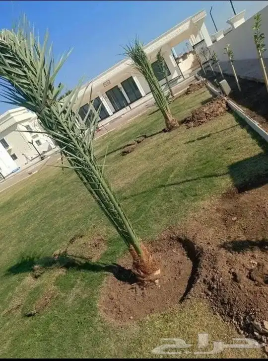 نحن نقوم بقلع وغرس الفروخ والنقيل 1