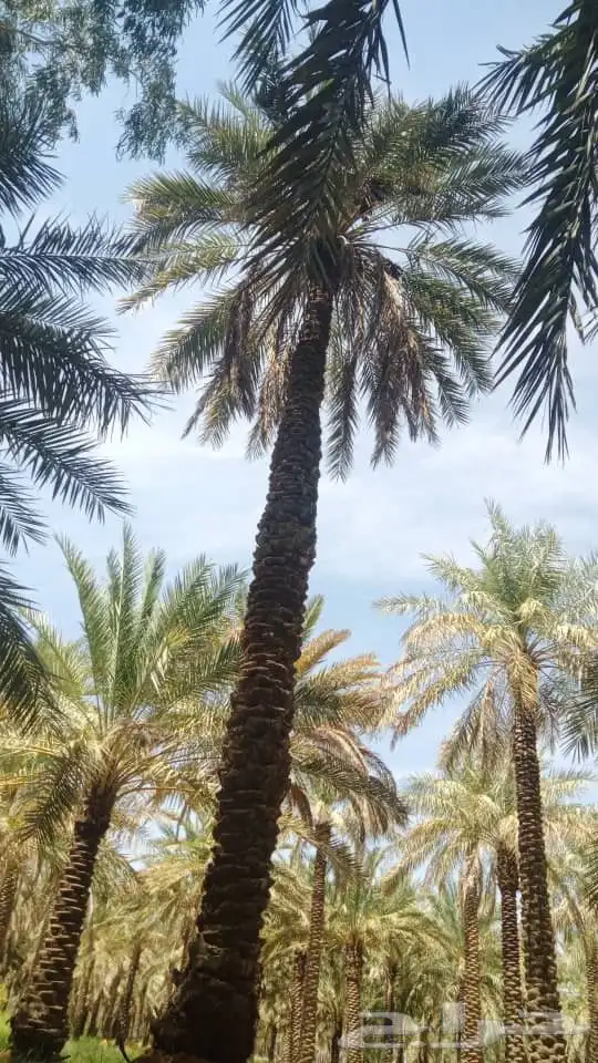 صرام النخل قص التمور توريد وزراعه 4