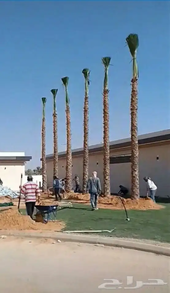 نخيل.واشنطنياء.للبيع 1