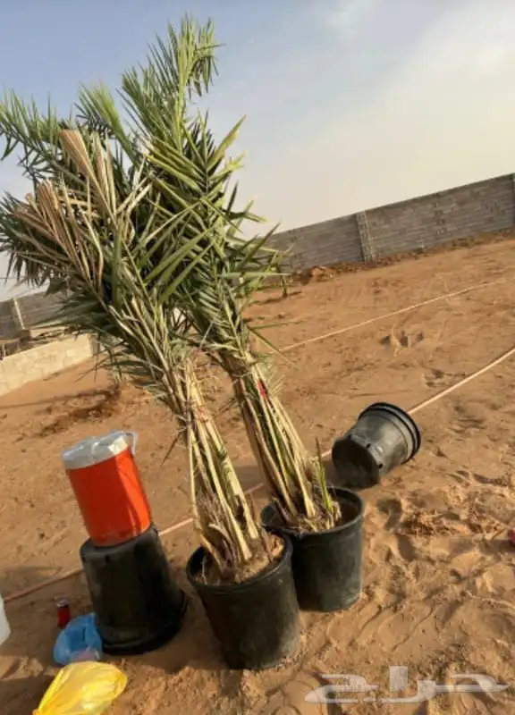 توريد جميع انواع انخيل المثمر 9