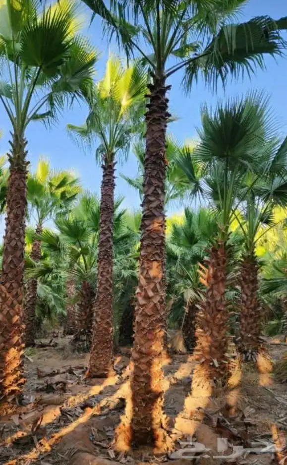 نخيل.واشنطنياء.للبيع 8