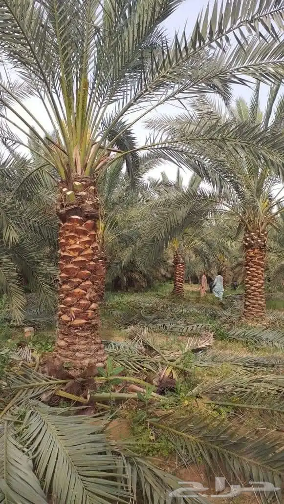 نخل واشنطن ابو مروحه للفلل والاستراحات 3
