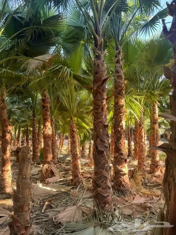نخل نقوم بتوريد جميع انواع النخيل واشنطني وعربي 1