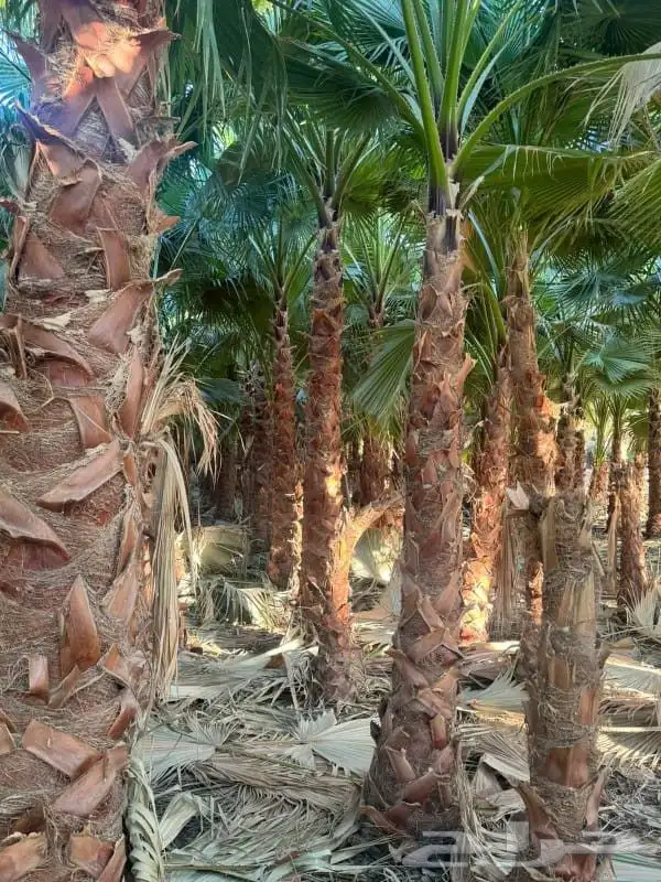 نخل نقوم بتوريد جميع انواع النخيل واشنطني وعربي 2