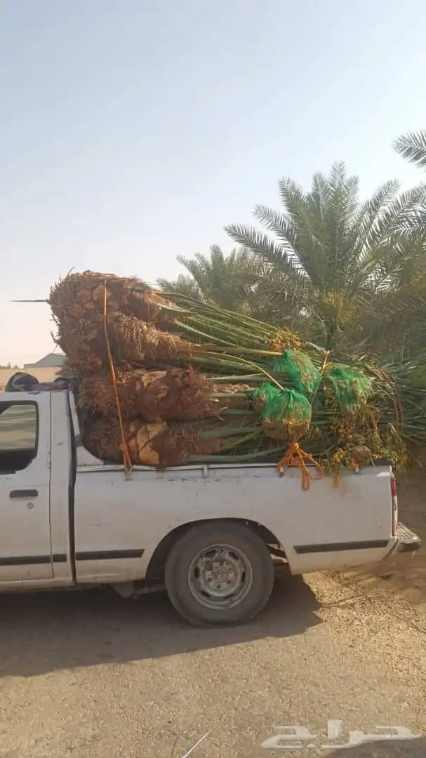 يوجد لدينا نخل للبيع نخل زينه وعربي علا جميع المقاسات 5