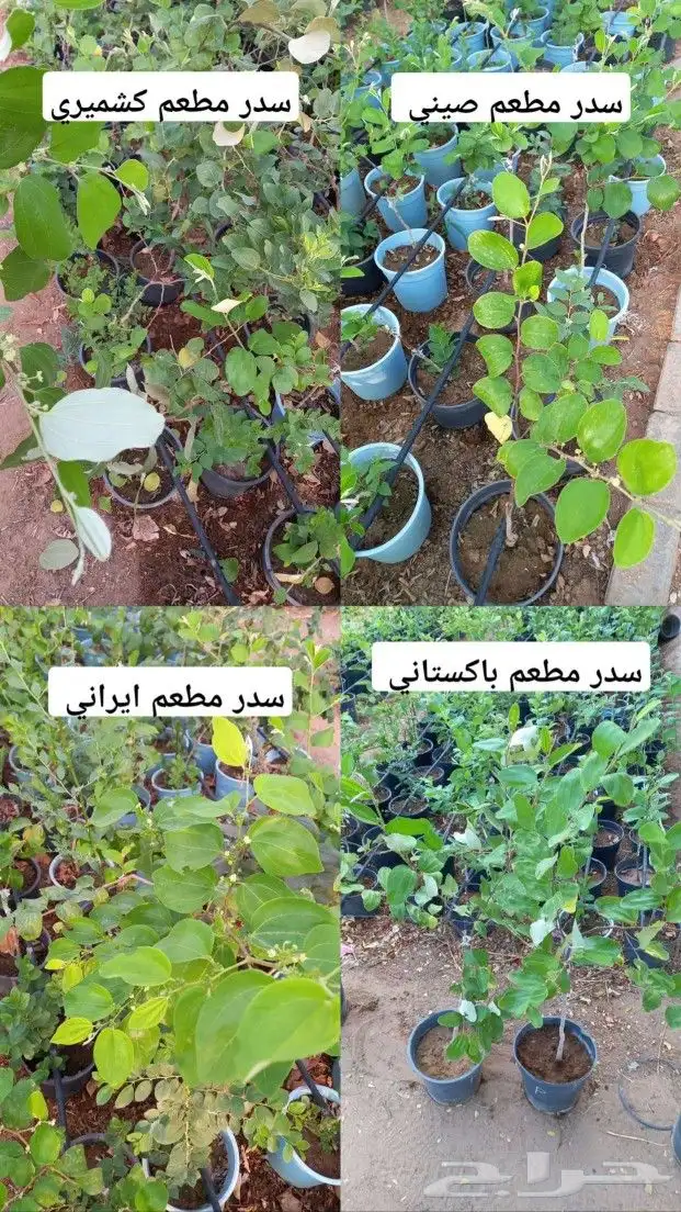 شتلات سدر مطعم جميع الأصناف 0