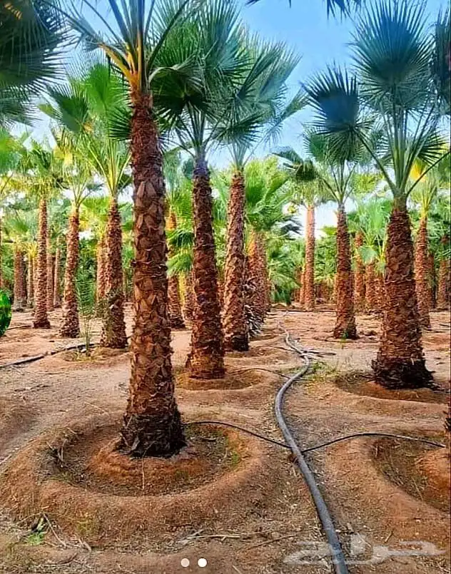 نخل واشنطني زينه نخيل اخلاص سكري برحي صقعي هلالي غر روثان 0