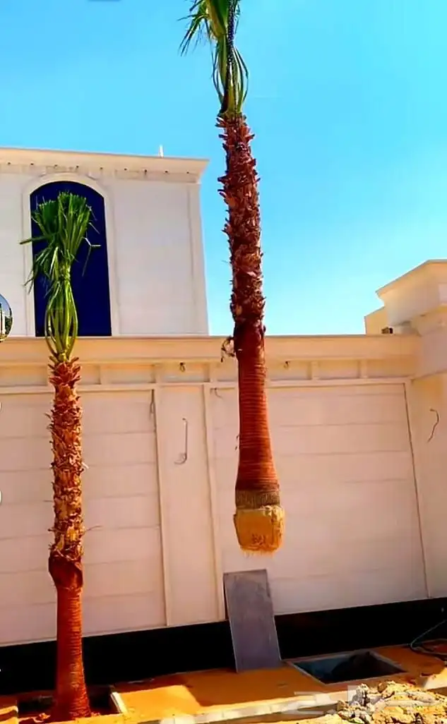 نخل واشنطني زينه نخيل اخلاص سكري برحي صقعي هلالي غر روثان 3