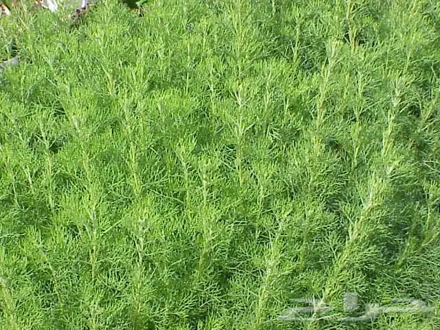 مشتل مشاتل 2