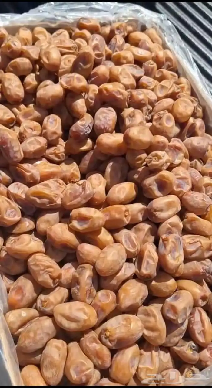 يوجد لدينا جميع انواع النخيل المثمره وجميع المقاسات المختلفة 9