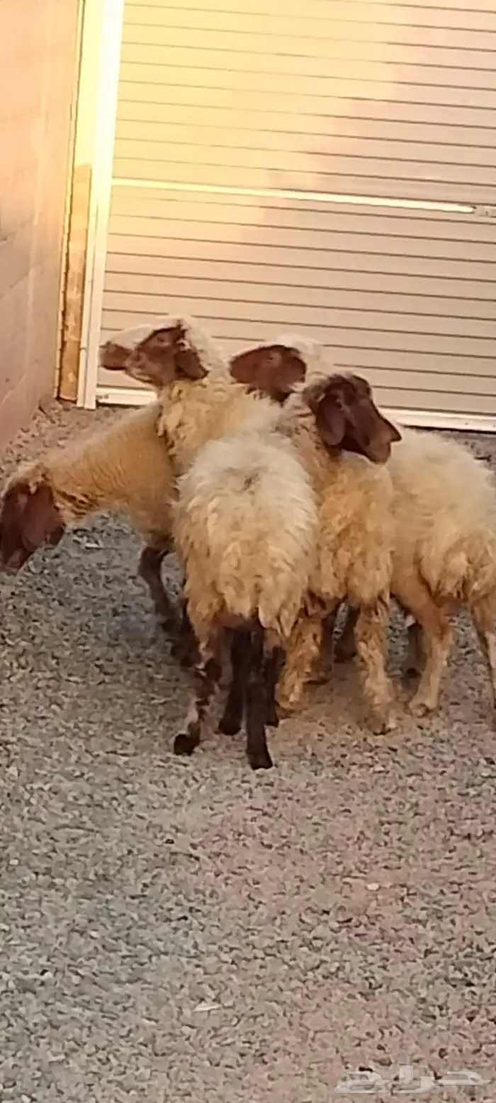 شياه نعيم العدد 4 السن وحدة ثانيه 3 بدايه سدس 1