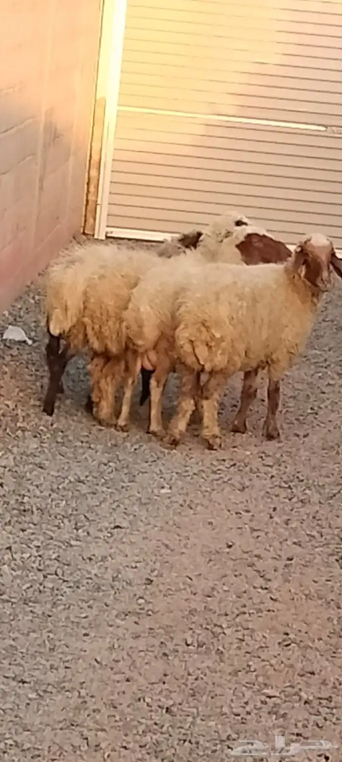 شياه نعيم العدد 4 السن وحدة ثانيه 3 بدايه سدس 2