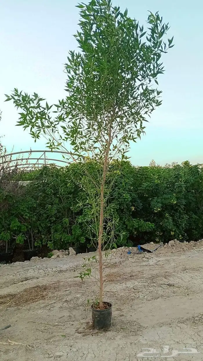 اشجار 0