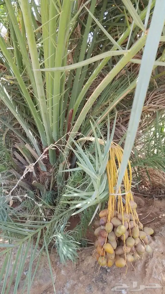 فروخ طيبه 1