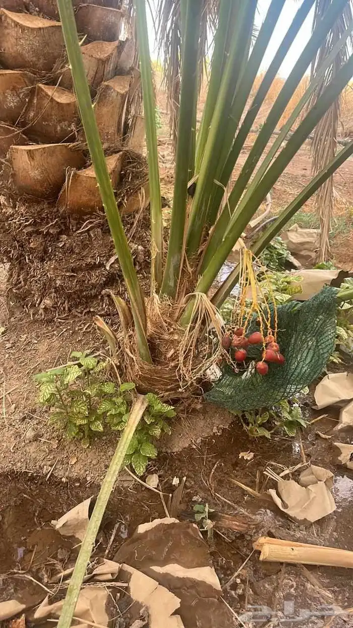 نخيل للبيع وشاري يسوم جمله وتفرد حتا واحده 3