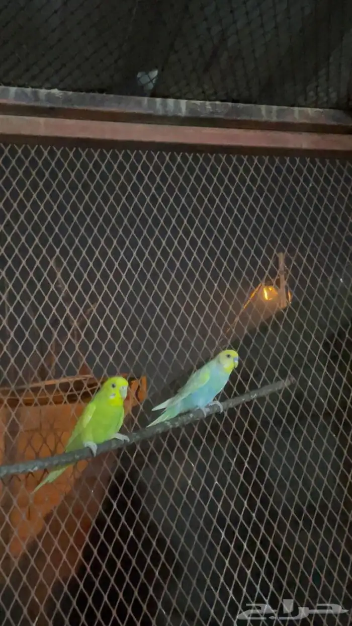 3 ازواج بادجي 2