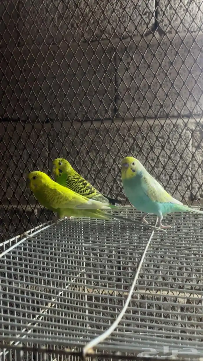 3 ازواج بادجي 1