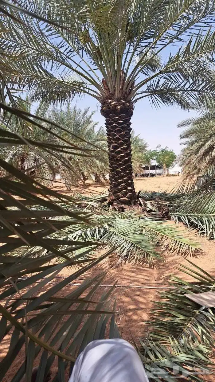 يوجد لدينا جميع انواع النخيل المثمره وجميع المقاسات المختلفة 2