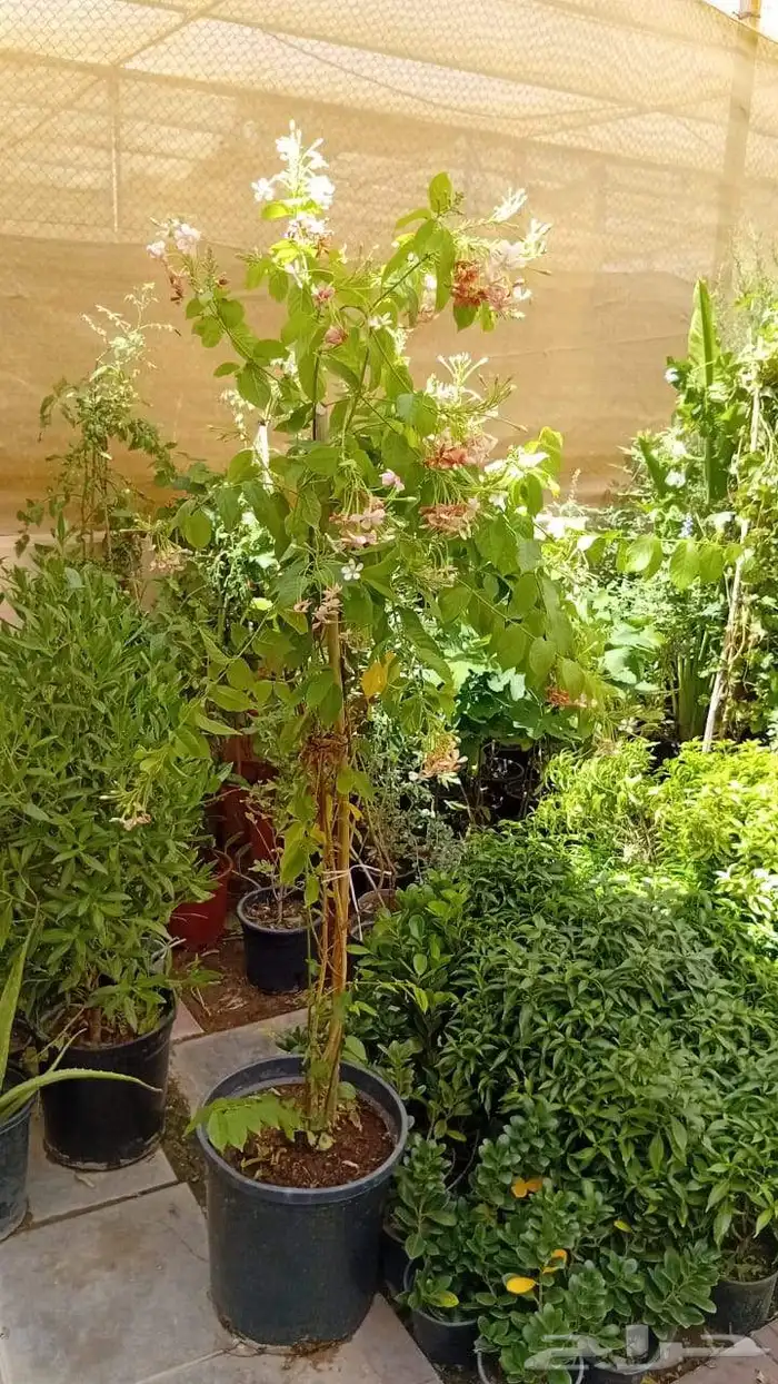 مشتل مشاتل 6