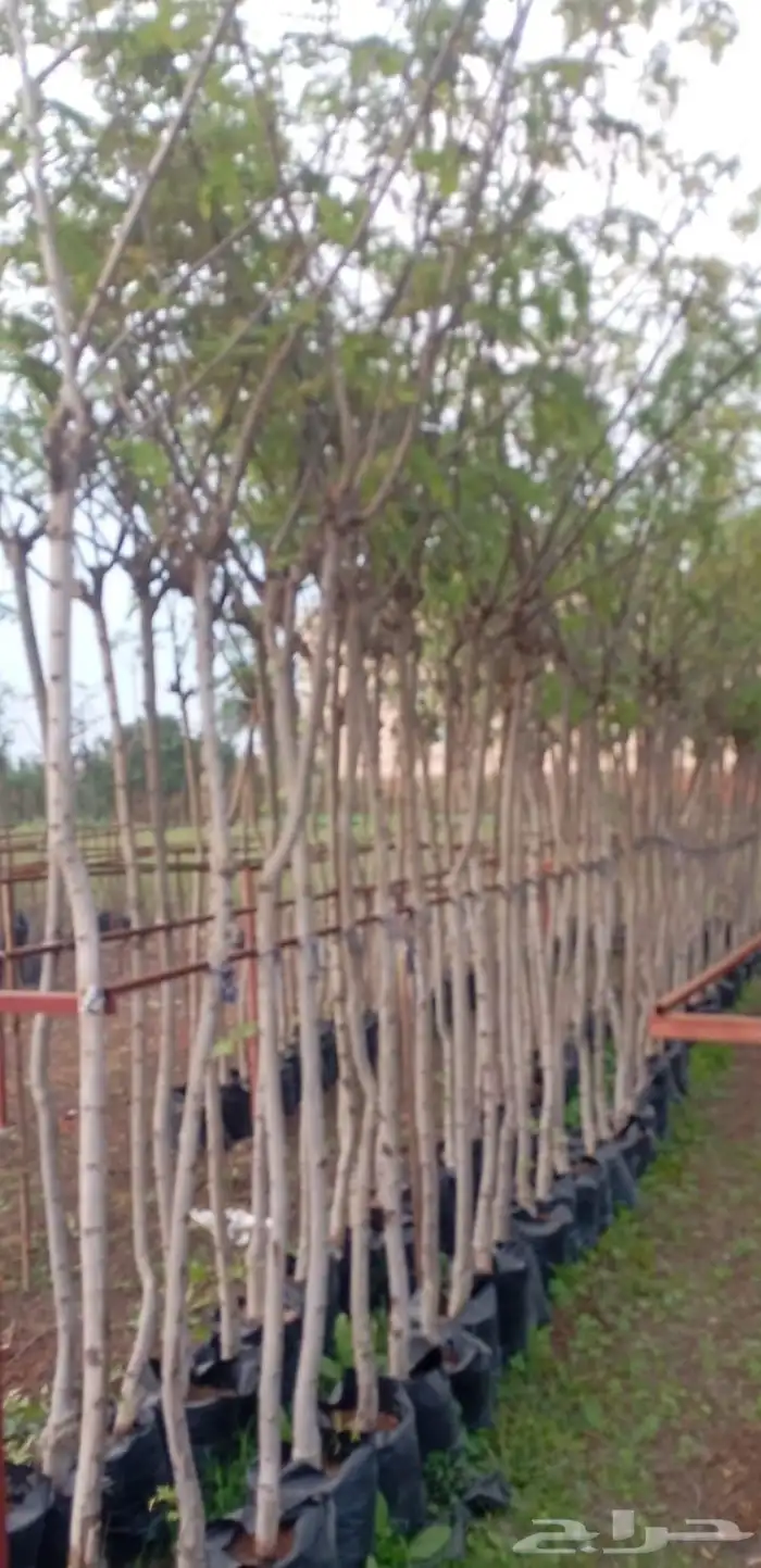 توريد اشجار 1