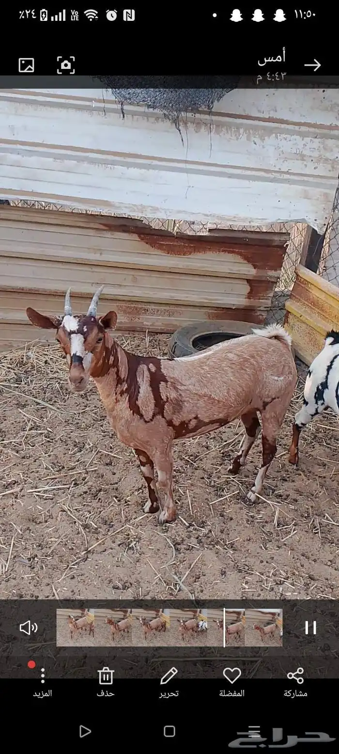 عنز عمانيه 2