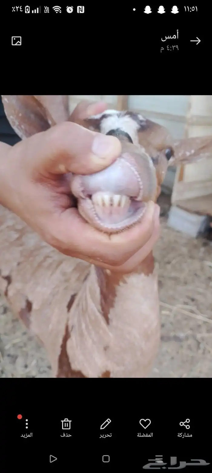 عنز عمانيه 3