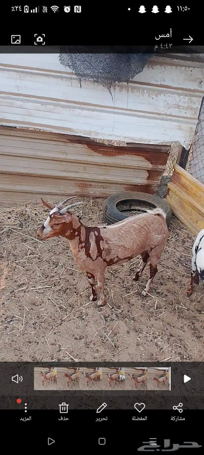 عنز عمانيه 0
