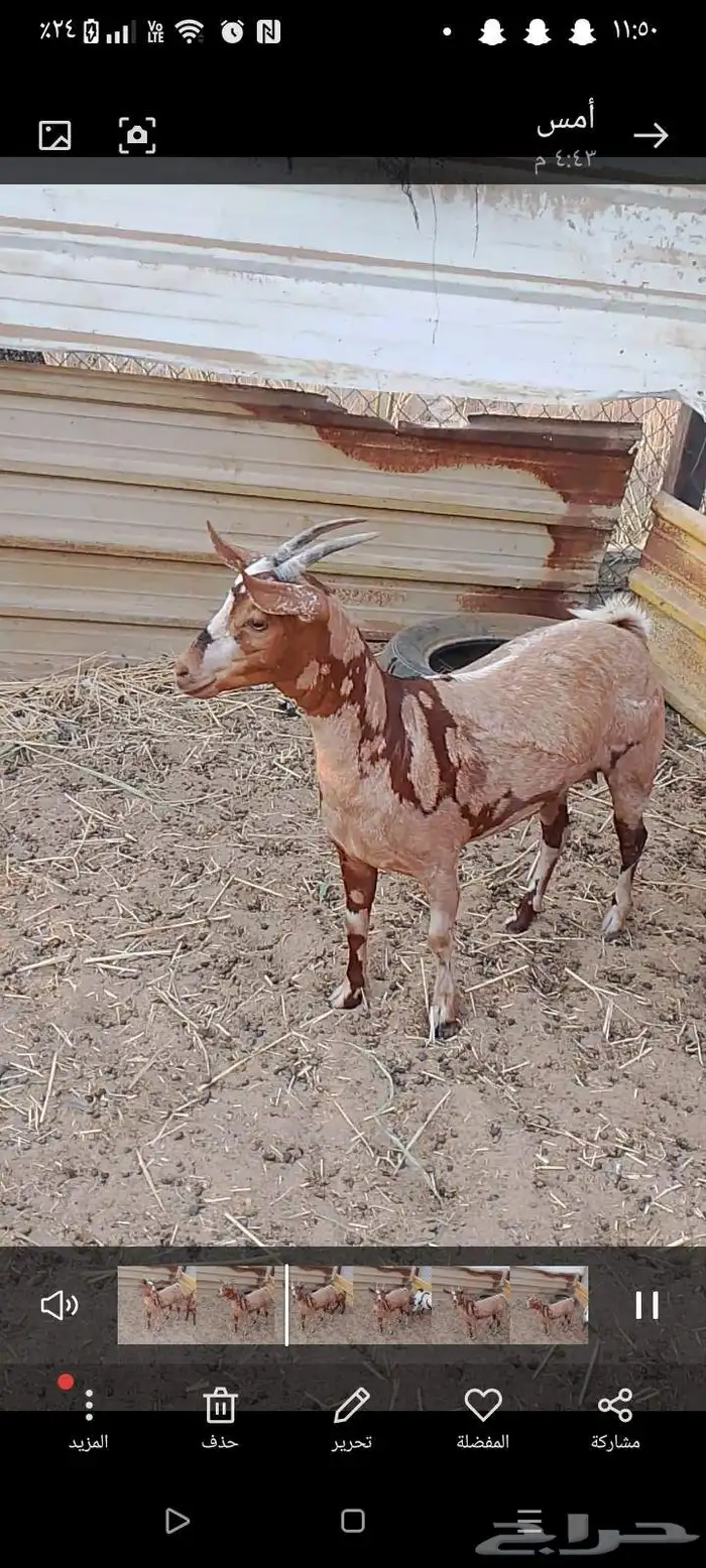 عنز عمانيه 1