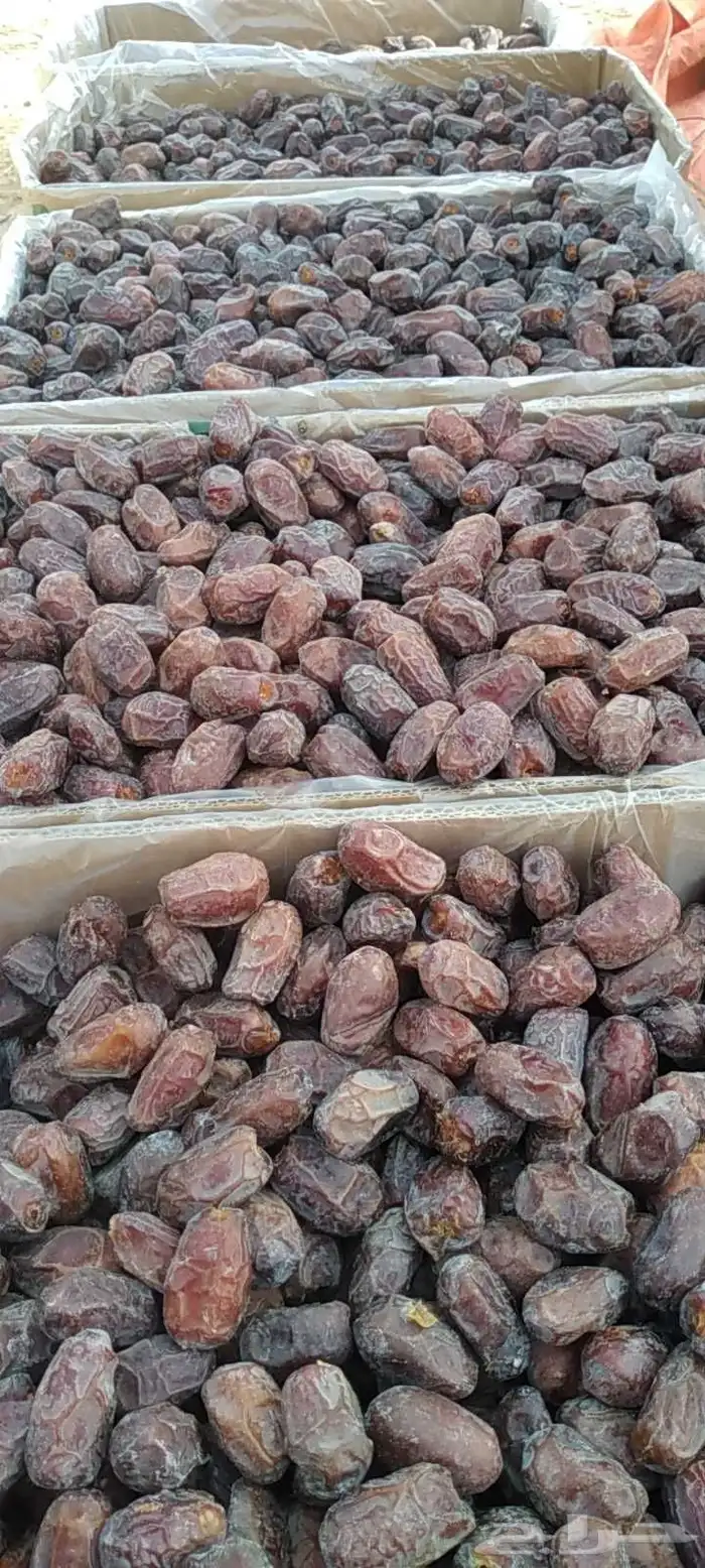 تمر خضر جانبو حبه كبيره ومبرومه 6