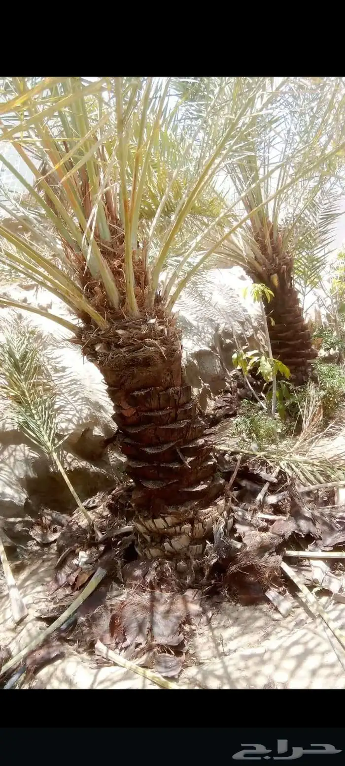 عمال النخل تكريب اوتنضيف وغرس النخل ونقل 7