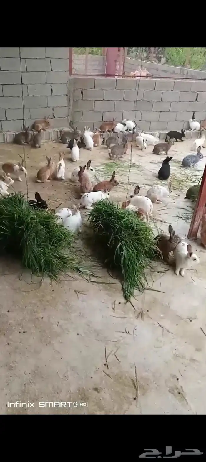 ارانب للبيع العدد 100 في القوباء 2